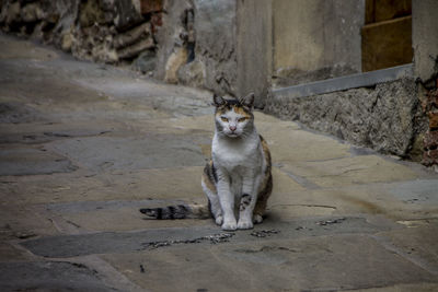 Cat sitting outdoors