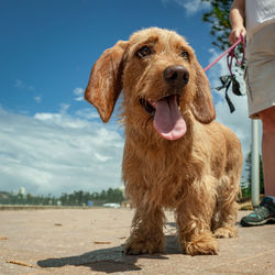 Wire haired dachshund standing with owner on street