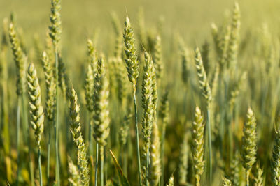 Close-up of wheat field