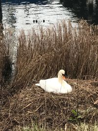 Swan swimming in lake