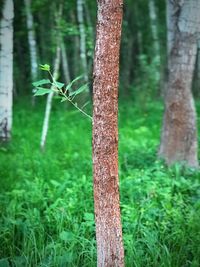 Close-up of tree trunk on field