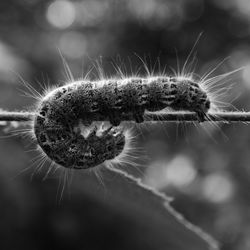 Close-up of caterpillar on plant