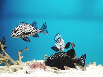 View of fishes swimming in sea