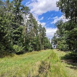 Trees growing on field against sky