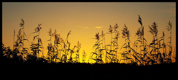 Plants growing on field at sunset