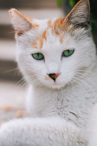 Close-up portrait of cat