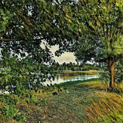 Reflection of trees in lake