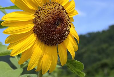 Close-up of sunflower