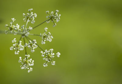 Close-up of flowers