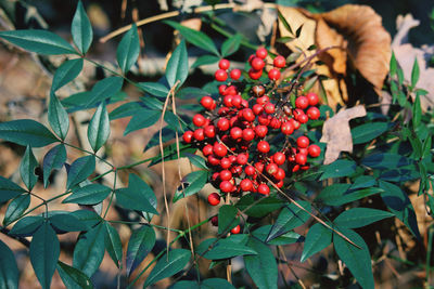 Close-up of red berries growing on plant