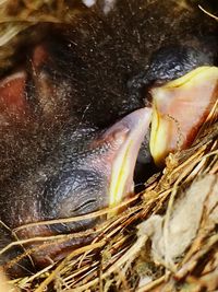 Close-up of bird