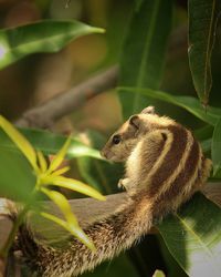 Close-up of squirrel on plant