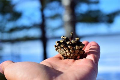 Close-up of hand holding pine cone