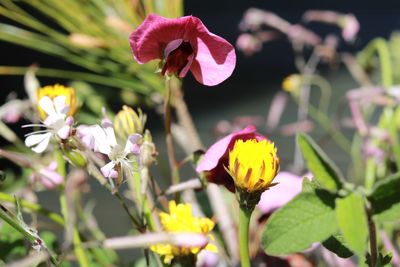 flowering plant