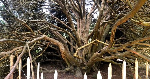 Low angle view of a tree