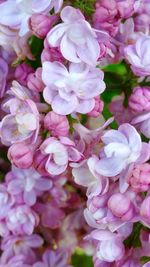 Close-up of pink flowers blooming outdoors