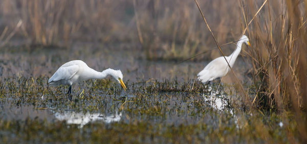 White birds in a lake