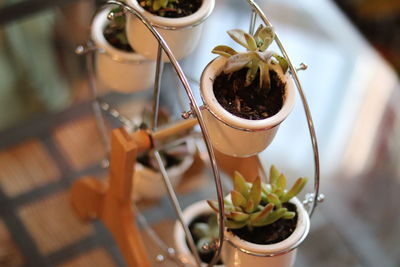 High angle view of potted plant on table