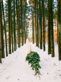 A girl in a white fur coat drags a christmas tree from the forest on a winter day