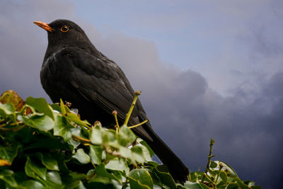 Close-up of bird perching on branch