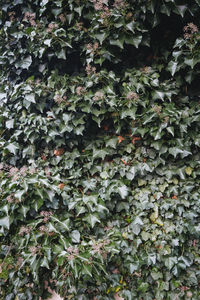 Full frame shot of ivy growing on tree