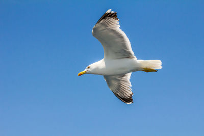 European herring gull, seagull, larus argentatus flying in the summer along the shores of aegean sea
