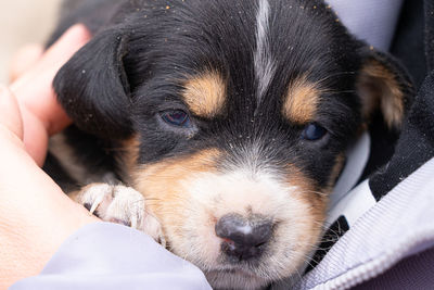 Close-up portrait of puppy