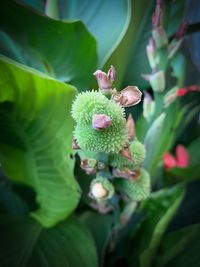 Close-up of honey bee on plant