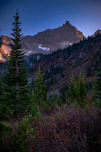 Scenic view of pine trees and mountains against clear sky