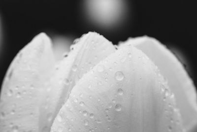 Close-up of raindrops on flower against black background