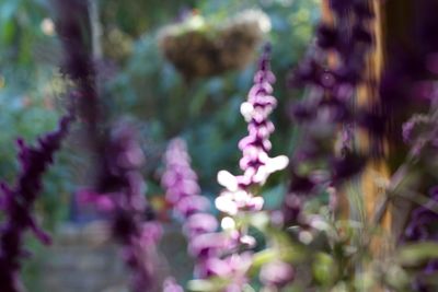 Close-up of flowers blooming outdoors