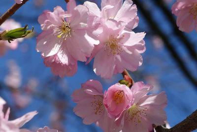 Close-up of pink cherry blossom