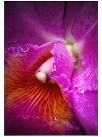 Close-up of pink flowers