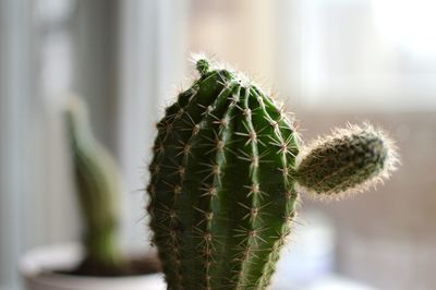 Close-up of cactus plant