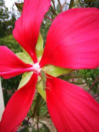 Close-up of red flowers in park