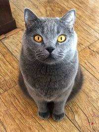 Close-up portrait of cat sitting on hardwood floor