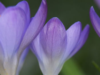 Close-up of purple crocus flower