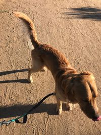 High angle view of dog standing on sand