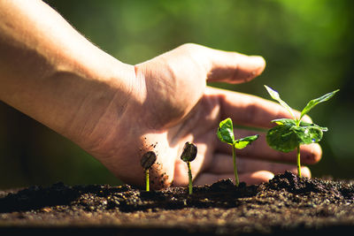 Close-up of hand holding small plant