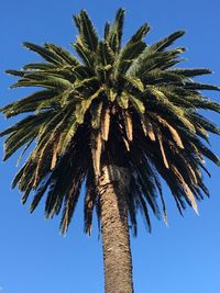 Low angle view of palm tree against blue sky