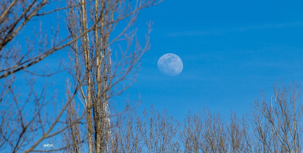 sky, moon, tree, blue, plant, beauty in nature, tranquil scene, nature, scenics - nature, tranquility, no people, space, low angle view, bare tree, branch, astronomy, outdoors, full moon, non-urban scene, idyllic, planetary moon