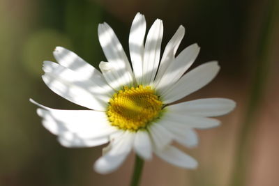 Close-up of white daisy flower