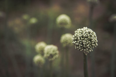 Close-up of flowers