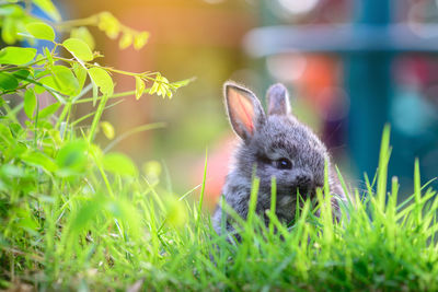 Close-up of an animal on field