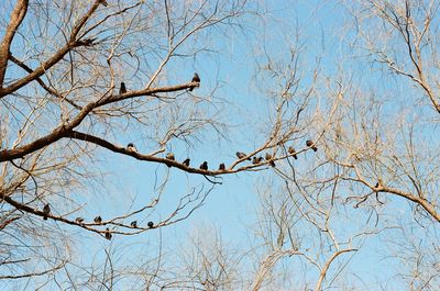 Low angle view of bare tree against blue sky