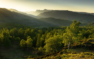 Scenic view of trees and mountains against sky