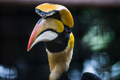 Close-up of hornbill at zoo