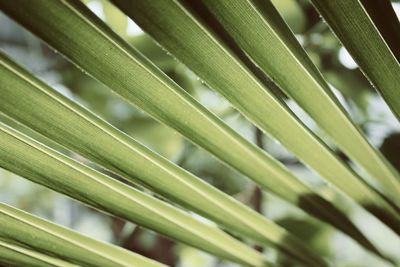 Close-up of fresh green plant