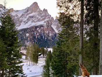 Panoramic view of pine trees on snow covered mountain