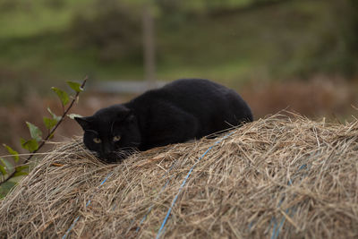 Black cat looking away